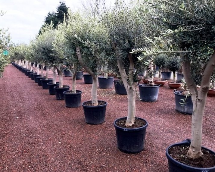 Olijfboom - Olea europaea Piqual 30/40